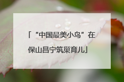 “中国最美小鸟”在保山昌宁筑巢育儿