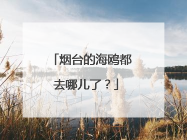 烟台的海鸥都去哪儿了？