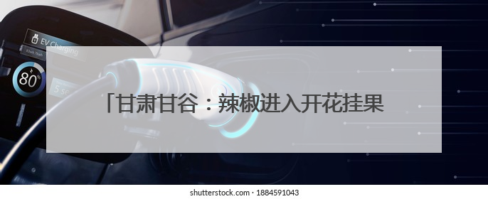 甘肃甘谷：辣椒进入开花挂果期 科学管护确保大田丰收