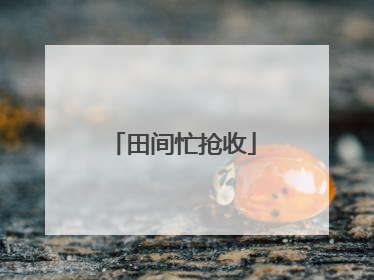 田间忙抢收