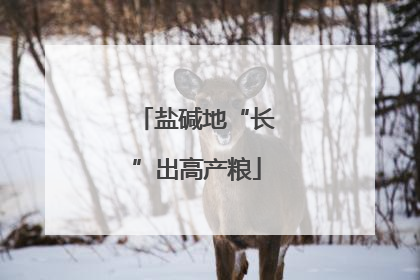盐碱地“长”出高产粮