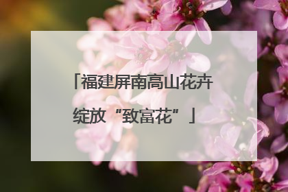 福建屏南高山花卉绽放“致富花”
