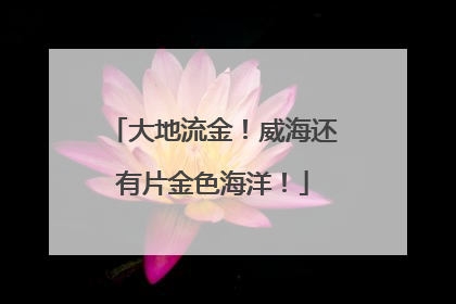 大地流金！威海还有片金色海洋！
