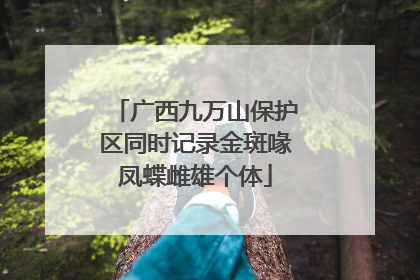 广西九万山保护区同时记录金斑喙凤蝶雌雄个体