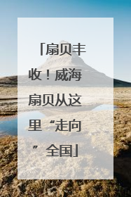 扇贝丰收！威海扇贝从这里“走向”全国