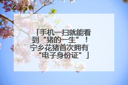 手机一扫就能看到“猪的一生”！宁乡花猪首次拥有“电子身份证”
