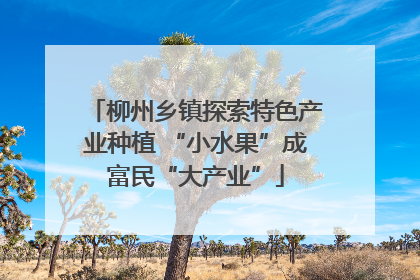 柳州乡镇探索特色产业种植 “小水果”成富民“大产业”