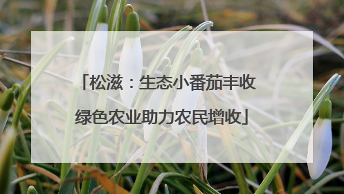 松滋：生态小番茄丰收 绿色农业助力农民增收