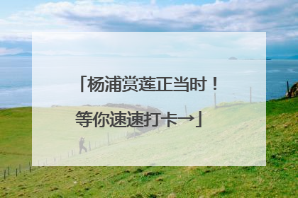 杨浦赏莲正当时！等你速速打卡→