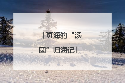 斑海豹“汤圆”归海记