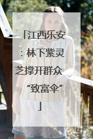 江西乐安：林下紫灵芝撑开群众“致富伞”