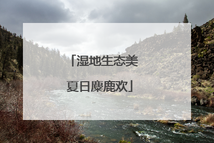 湿地生态美 夏日麋鹿欢