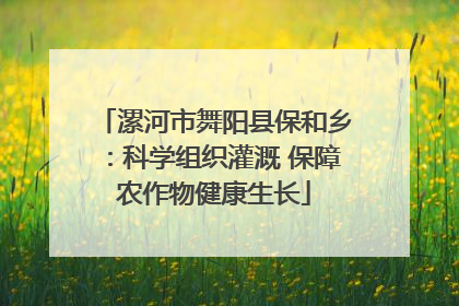 漯河市舞阳县保和乡：科学组织灌溉 保障农作物健康生长