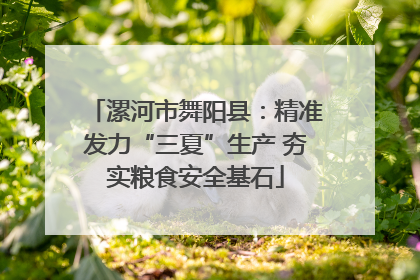 漯河市舞阳县：精准发力“三夏”生产 夯实粮食安全基石