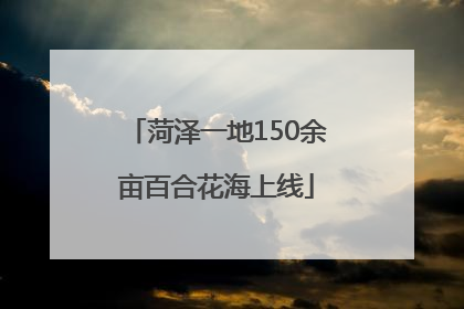 菏泽一地150余亩百合花海上线