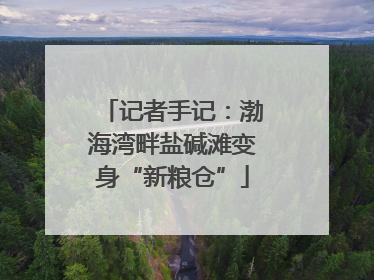 记者手记：渤海湾畔盐碱滩变身“新粮仓”
