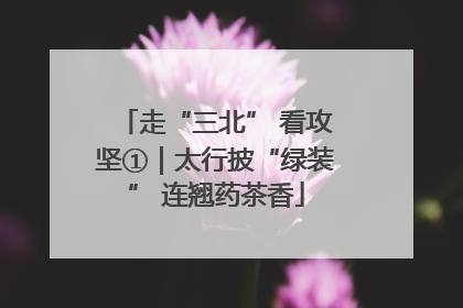 走“三北” 看攻坚①｜太行披“绿装” 连翘药茶香