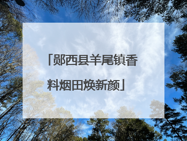 郧西县羊尾镇香料烟田焕新颜