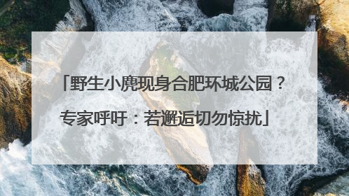 野生小麂现身合肥环城公园？专家呼吁：若邂逅切勿惊扰