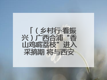 （乡村行·看振兴）广西合浦“香山鸡嘴荔枝”进入采摘期 将与西安“梦幻联动”