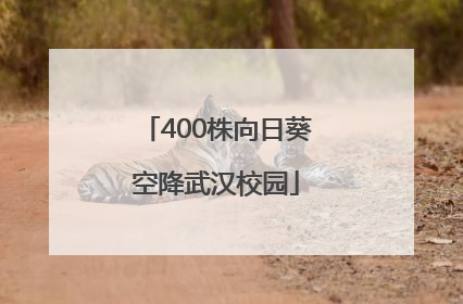 400株向日葵空降武汉校园