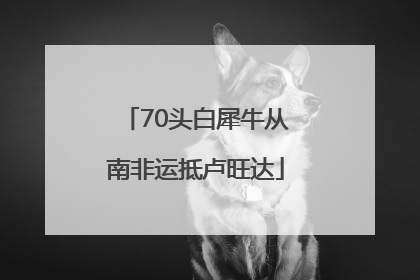 70头白犀牛从南非运抵卢旺达
